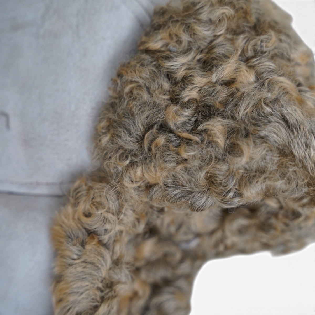 AVIATOR CAP / SHEARLING / CURLY